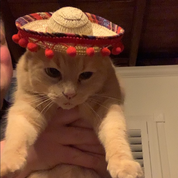 Meet your Posher, Rosie - Picture 1 of 1